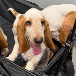 Light Blue collar Male - Lemon and white male Basset Hound puppy in Columbia, South Carolina from Pawmetto Hounds