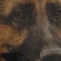 German Shepherds from Ot TONCHE German Shepherds