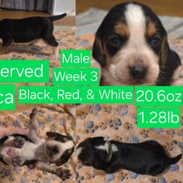 Luca Green Male - Black red and white male Beagle puppy in Bemidji, Minnesota from Nse Farms Beagles