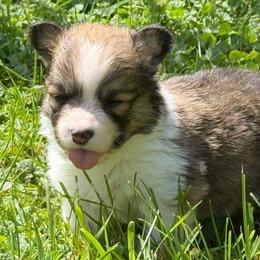 Boy 4 blue - Red male Pembroke Welsh Corgi puppy in Glenwood, Minnesota from Minnewaska Corgi Co