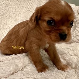 Cavalier King Charles Spaniel Puppies from Rhonda Davis