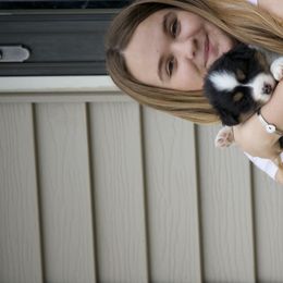 Australian Shepherd Puppies from HHK (Hot House Kennel)