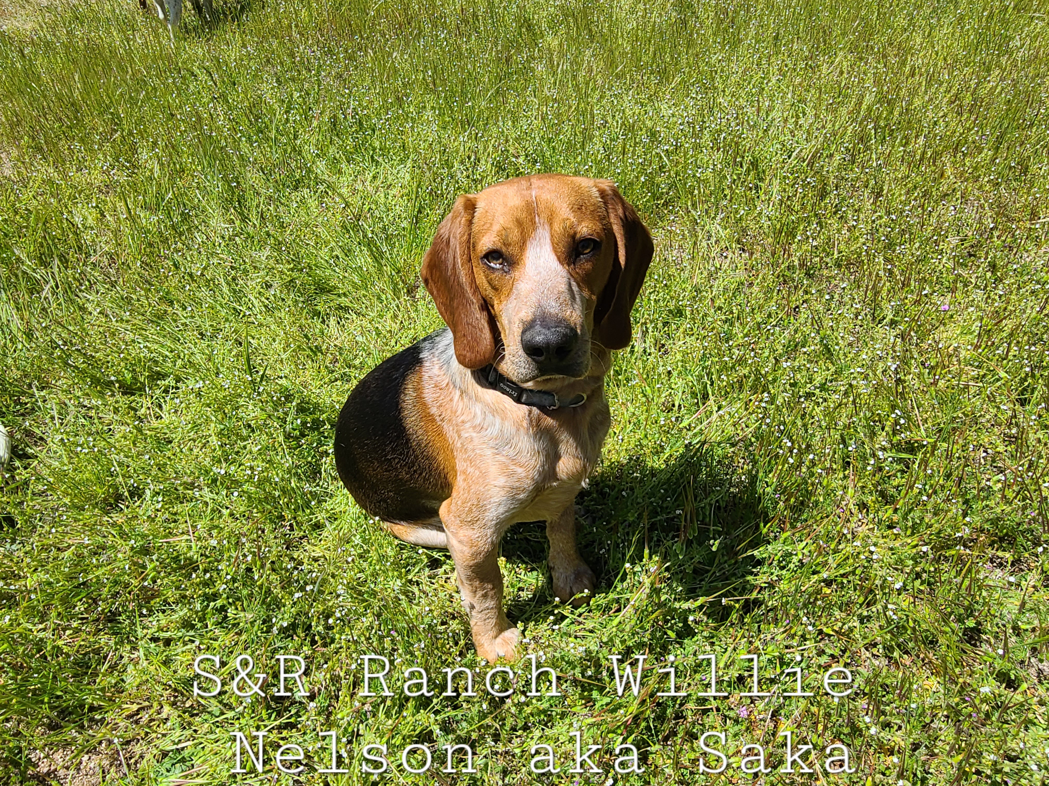 Saka - Beagle
