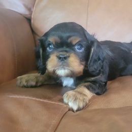 Duncan - Black and tan male Cavalier King Charles Spaniel puppy in Caledonia, Michigan from Magnolia Acres