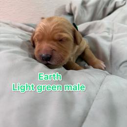 Earth - Golden male Golden Retriever puppy in Salt Lake City, Utah from Soaring golden retrievers
