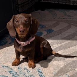 Lola - Dachshund