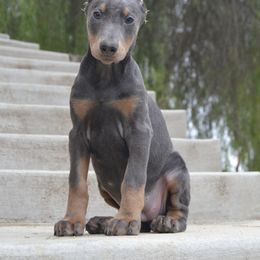 Doberman Pinscher Puppies from Obsidian Kennels