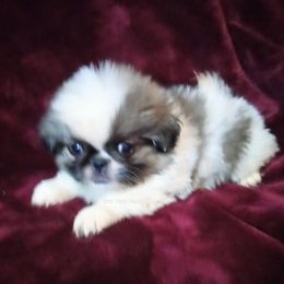 Axel - White male Pekingese puppy in Willow Spring, South Carolina from Pekingese Zoo