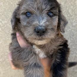 Skye - Merle female Bernedoodle puppy in Fallon, Nevada from Wild Roots Doodles