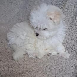 Maltipoo Puppies from Little Cupcakes and Little Punkins Maltipoos