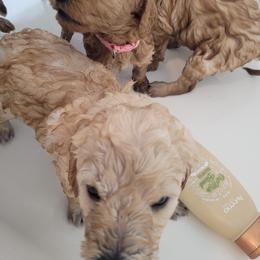 Goldendoodle Puppies from 3 Willows Goldendoodles