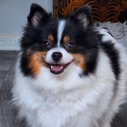 Mitzi - Pomeranian