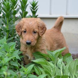 Golden Retrievers from Hunt 'Em Up Goldens