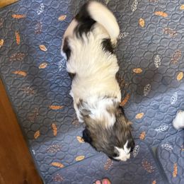 Kenny - Brindle and white male Saint Berdoodle puppy in San Antonio, Texas from Mammoth Doodles