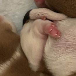 Shih Tzu Puppies from Wood Foo Breeders