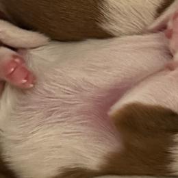 Shih Tzu Puppies from Wood Foo Breeders