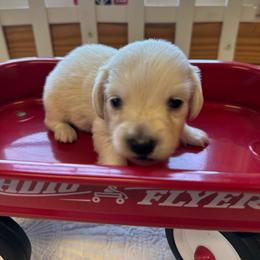 Mozart - Cream male Dachshund puppy in Trenton, Kentucky from Promise Land Puppies