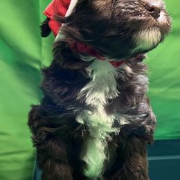 Poodle and Schnoodle Puppies from Royal Crown Keeper LTD