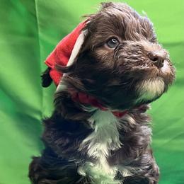 Poodle and Schnoodle Puppies from Royal Crown Keeper LTD