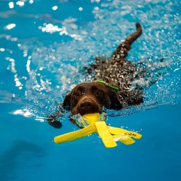 Hudson - Labrador Retriever
