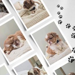 Shih Tzu puppies from Kolo House Shihtzus