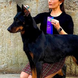 Beaucerons from RiverStyx Beaucerons