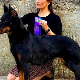 Beaucerons from RiverStyx Beaucerons