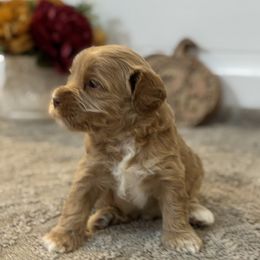 Cinnamon Sugar - Caramel cream female Australian Labradoodle puppy in Fremont, New Hampshire from Birchwood Labradoodles