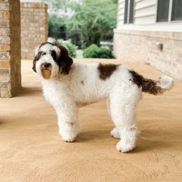 CoCo Bay - Australian Labradoodle