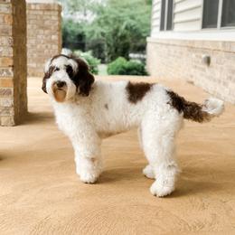 CoCo Bay - Australian Labradoodle