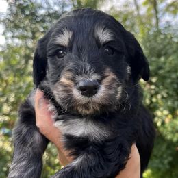 Bernedoodles and Pembroke Welsh Corgis from Standing Oaks Kennel