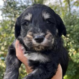 Bernedoodles and Pembroke Welsh Corgis from Standing Oaks Kennel