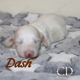Dash - Red male Dachshund puppy in Huntington, Texas from Camacho_Dachshunds