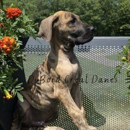 Jasper - Brindle Great Dane puppy in Brandon Township, Michigan from DuBord Great Danes