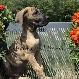Jasper - Brindle Great Dane puppy in Brandon Township, Michigan from DuBord Great Danes