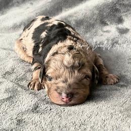 Fire - Merle female Sheepadoodle puppy in Cleveland, Georgia from Jam's Doodles And Poodles