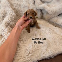 Waffles - Red  male Poodle puppy in Queen Creek, Arizona from Poised Poodles