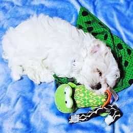 Skadi - White female Maltese puppy in Piscataway, New Jersey from Norma T.'s Maltese