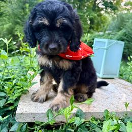 Chip - Black tri-color male Aussiedoodle puppy in Chattanooga, Tennessee from Leafy Acre Mini Farm