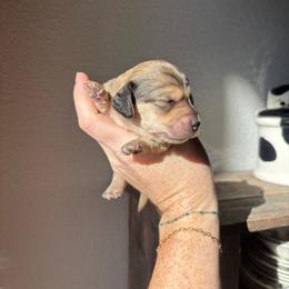 Shaded cream female - Cream female Dachshund puppy in Victoria, Texas from Prickly Arrow Pups