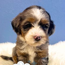 Scottie - Merle male Bernedoodle puppy in Waco, Texas from Doodles of Your Dreams (formerly Texana Doodles)