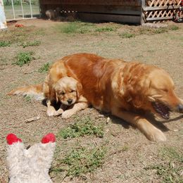 Golden Retriever Puppies from High Plains Goldens