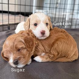 Sugar - Brown female Cavapoo puppy in Greer, South Carolina from Palmetto Companion Puppies