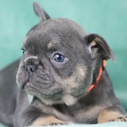 Mango - Tricolors female French Bulldog puppy in Punta Gorda, Florida from Mingan French Bulldog