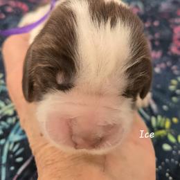 Ice - Tri-Roan female English Springer Spaniel puppy in Brodhead, Wisconsin from Pinwheel Acres