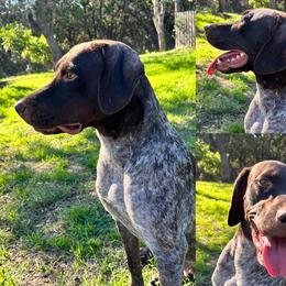 Sarah - German Shorthaired Pointer