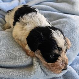 Dembe - Parti male Miniature Schnauzer puppy in Crosby, Texas from Raisin' the Woof Schnauzers