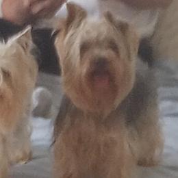 Bozy - Yorkshire Terrier