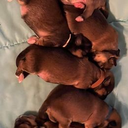 Lhasa Apso Puppies from Lhasa Apso OKC