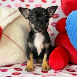Rex - Black and white male Chihuahua puppy in Palm Coast, Florida from Fiesta Pups